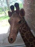 Large ceramic giraffe