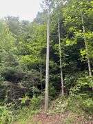 6+ Acres Lower Johnson Branch