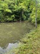 6+ Acres Lower Johnson Branch