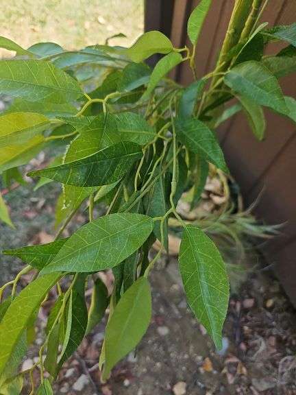 Artificial Bamboo Silk Tree