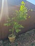 Artificial Bamboo Silk Tree