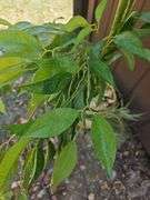 Artificial Bamboo Silk Tree