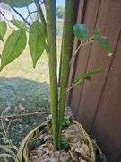 Artificial Bamboo Silk Tree