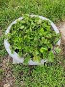 Large Plastic Resin Planter