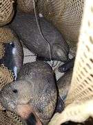 Mesh Bag of Duck Decoy's