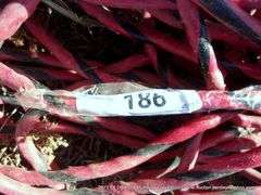 LOT: EXTENSION CORDS