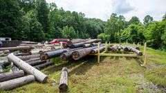 LOT: 150+/- TELEPHONE POLES