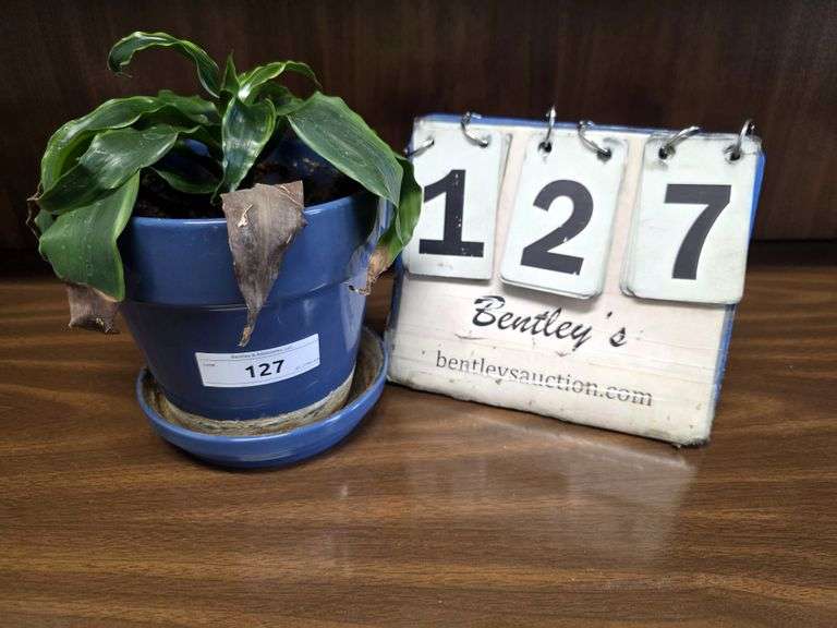 LIVE PLANT - DRACAENA