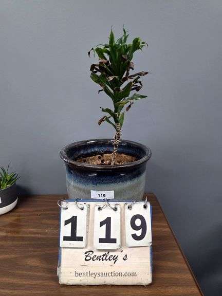 LIVE PLANT - DRACAENA