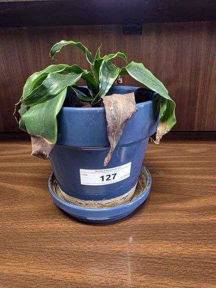LIVE PLANT - DRACAENA