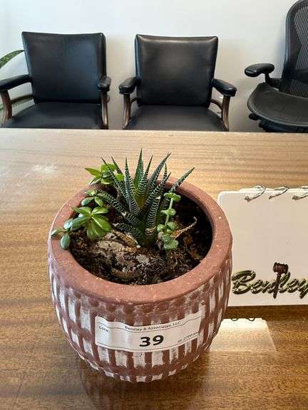 POTTED SUCCULENT