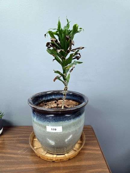 LIVE PLANT - DRACAENA