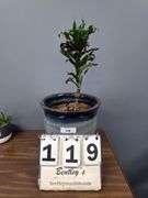 LIVE PLANT - DRACAENA