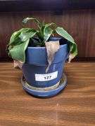 LIVE PLANT - DRACAENA