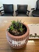 POTTED SUCCULENT