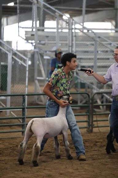 Grand Champion Market Lamb - Trygg White