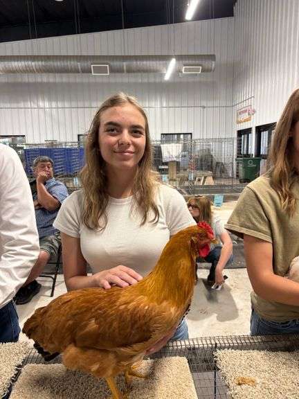 Best of Breed American New Hampshire - Lauren Sensie