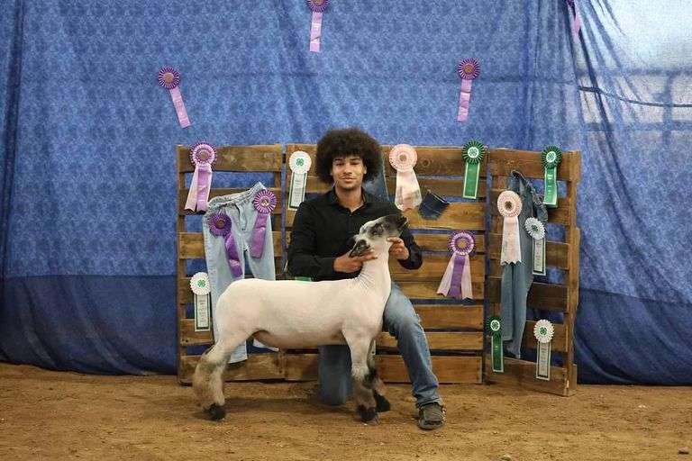Reserve Grand Champion Market Lamb - Teagan White
