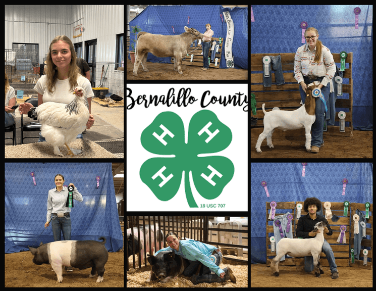 2633-NM 2025 Bernalillo County 4-H Fair Livestock Auction
