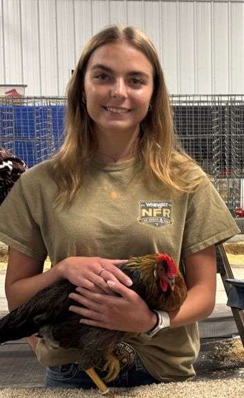Best of Class - Mediterranean Leghorn Single Comb Light Brown - Sara Sesnie