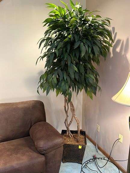 8’ tall silk tree in planter
