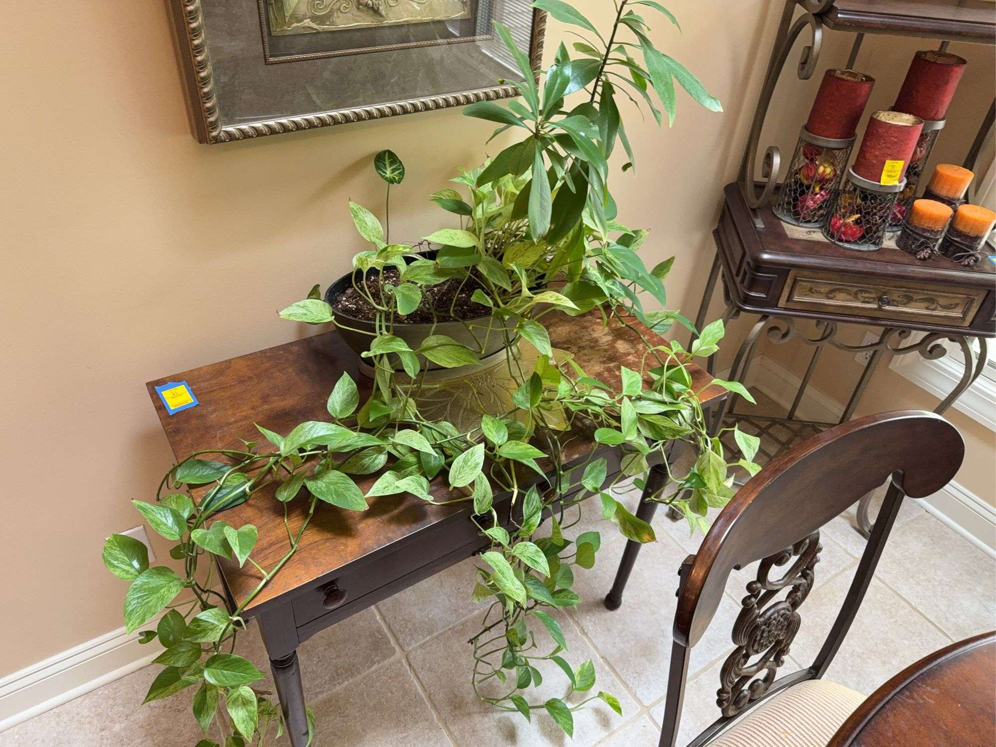 押上PLANTS Live Plants and Planters including Pothos, Arrowhead, Adrisia, and