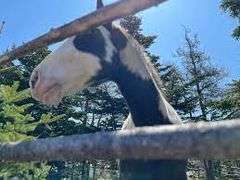 Portugal Cove Experience