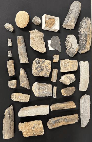 Fossil Collection