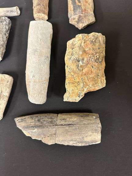 Fossil Collection