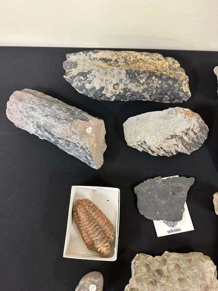 Fossil Collection