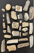 Fossil Collection