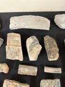 Fossil Collection