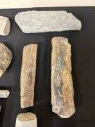 Fossil Collection