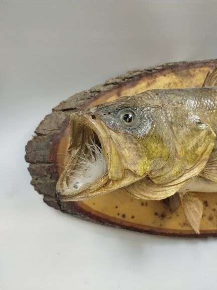 Mounted Fish Taxidermy Raw Wood Plaque Cabin Decor