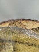 Mounted Fish Taxidermy Raw Wood Plaque Cabin Decor