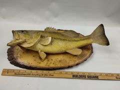 Mounted Fish Taxidermy Raw Wood Plaque Cabin Decor