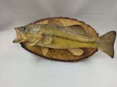 Mounted Fish Taxidermy Raw Wood Plaque Cabin Decor