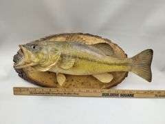 Mounted Fish Taxidermy Raw Wood Plaque Cabin Decor