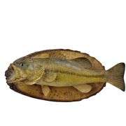 Mounted Fish Taxidermy Raw Wood Plaque Cabin Decor