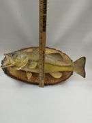 Mounted Fish Taxidermy Raw Wood Plaque Cabin Decor