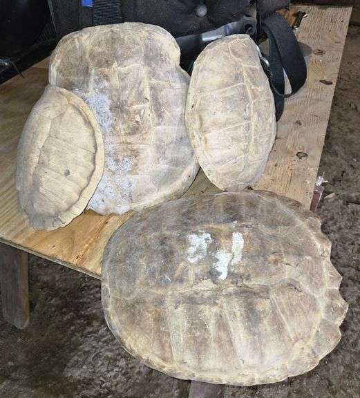 Inmate Turtle Shell Snapping and soft shell turtle shells. - BGR