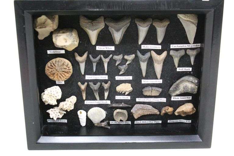 Sharks Teeth and Found Items Collection Artfully Arranged and Labeled