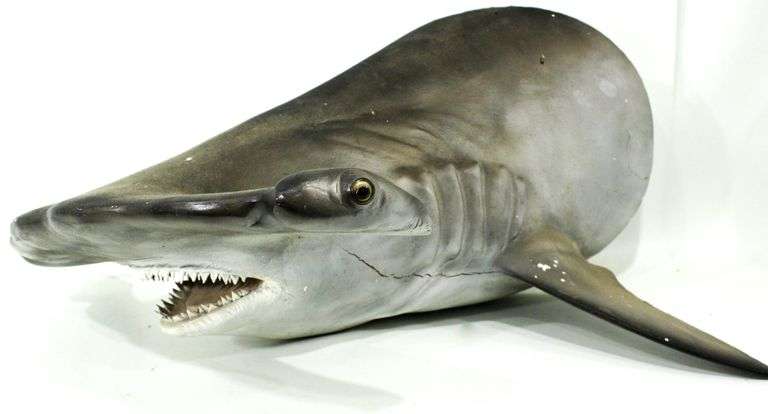 Life sized Shark mounted shark head , ( Artificial ) .  31"x26"