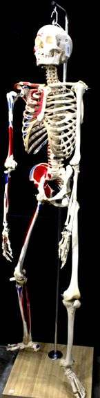 Medical grade Model of of the Human Body/Skeleton Specimen, Art Medical / Human Bone Anatomical. with stand