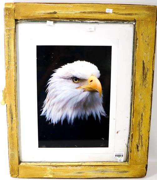 American Bald Eagle photograph, framed 25". 20"