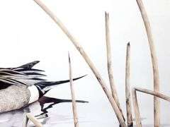 "Bull Sprig" by Sherrie Russell Meline - California Ducks Unlimited - Artist of the Year 1989-90 - Gallery Presentation - 25 x 30