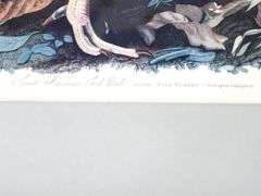 John James Audubon "Turkey" vintage print, framed  30" x 26"