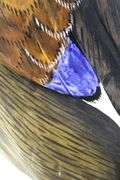 Ruddy Shelduck / Brahminy Duck - Pair - 17" each