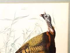 John James Audubon "Turkey" vintage print, framed  30" x 26"