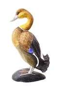 Ruddy Shelduck / Brahminy Duck - Pair - 17" each